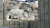 PICTURES/Mount Evans and The Highest Paved Road in N.A - Denver CO/t_Goat Family4.JPG